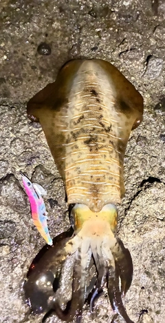 アオリイカの釣果