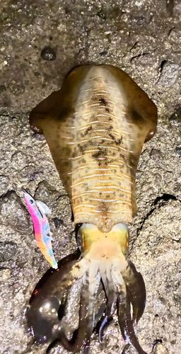 アオリイカの釣果