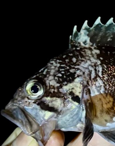 マゾイの釣果