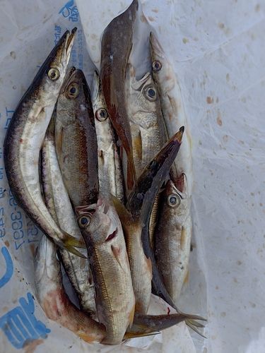 クロムツの釣果