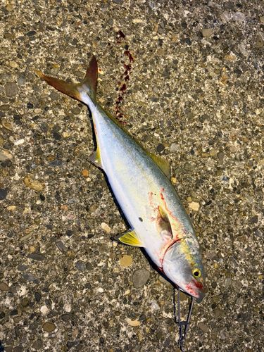 イナダの釣果