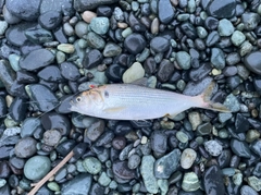 コノシロの釣果