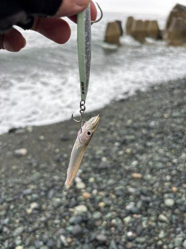 カマスの釣果
