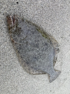 ソゲの釣果
