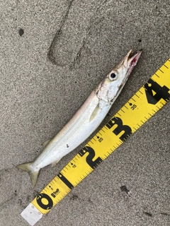 カマスの釣果
