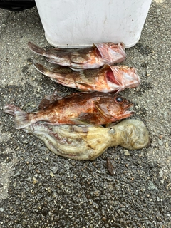 カサゴの釣果