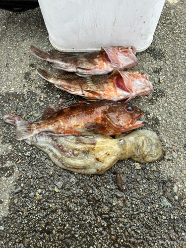 カサゴの釣果