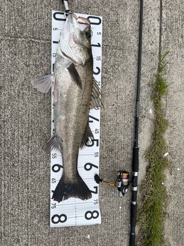 シーバスの釣果