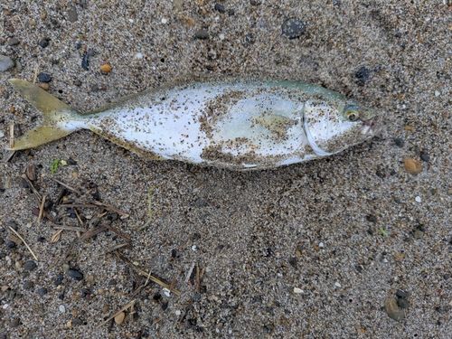 ワカシの釣果