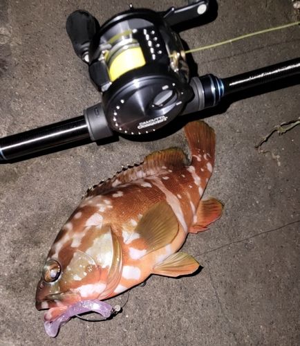 アカハタの釣果