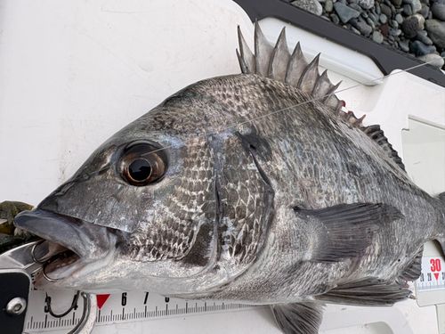 クロダイの釣果