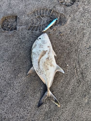 メッキの釣果
