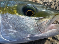 ヒラマサの釣果