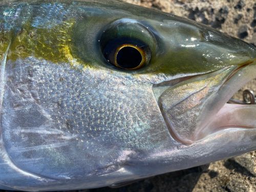 ヒラマサの釣果