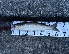 ボラの釣果