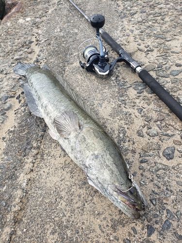 ライギョの釣果