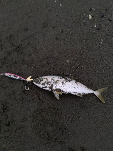 ワカシの釣果