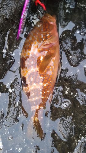 キジハタの釣果