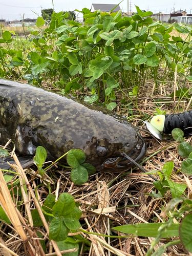 ナマズの釣果