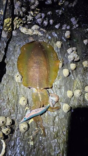 アオリイカの釣果