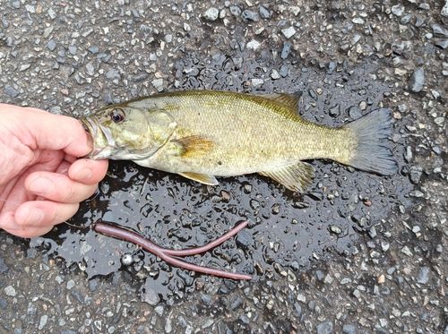 スモールマウスバスの釣果