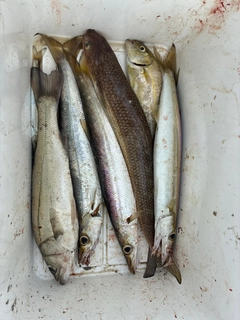 オニカマスの釣果