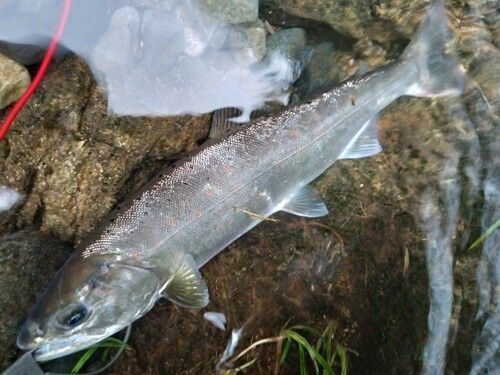 サツキマスの釣果