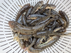 マハゼの釣果