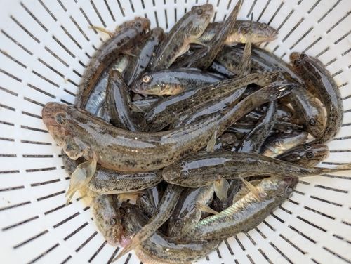 マハゼの釣果