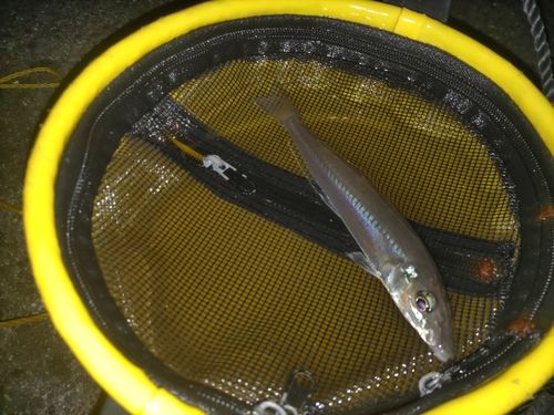 シロギスの釣果
