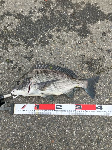 チヌの釣果