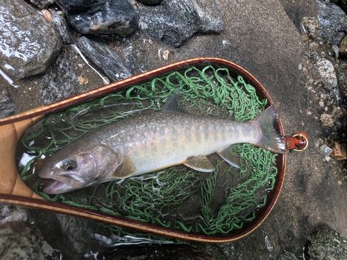 イワナの釣果