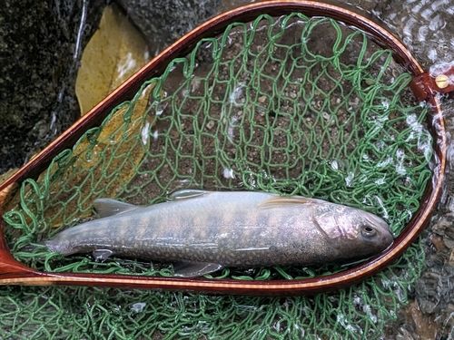 イワナの釣果