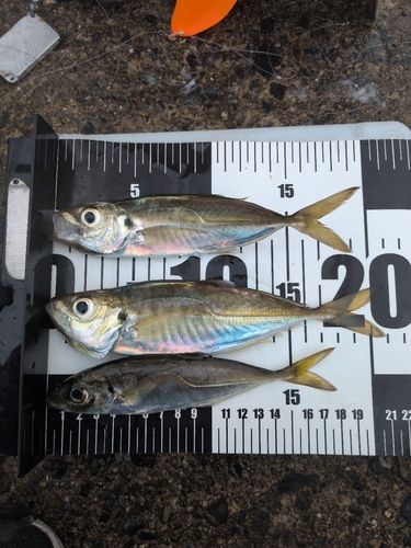 マアジの釣果
