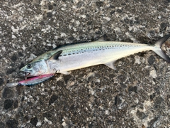 サゴシの釣果