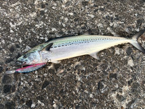 サゴシの釣果