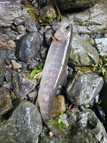 イワナの釣果
