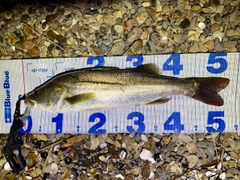 フッコ（マルスズキ）の釣果