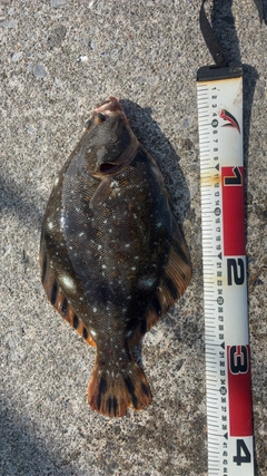 カレイの釣果