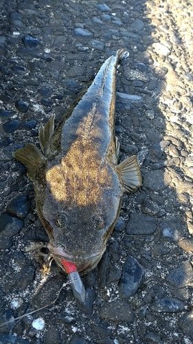 マゴチの釣果
