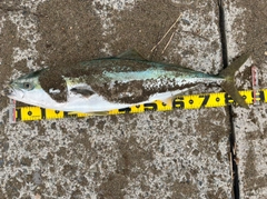 ブリの釣果