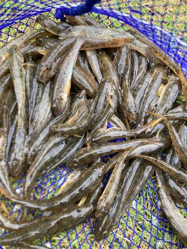 マハゼの釣果