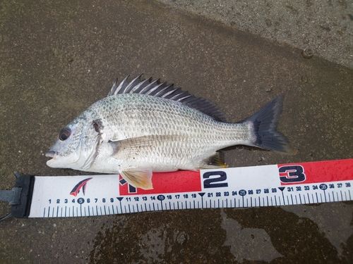 キビレの釣果