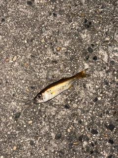 クロムツの釣果