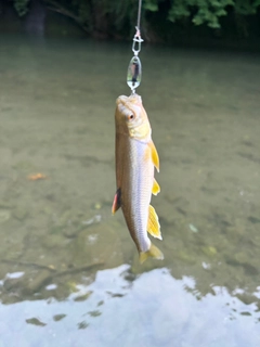 カワムツの釣果