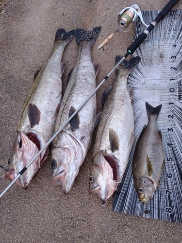 シーバスの釣果