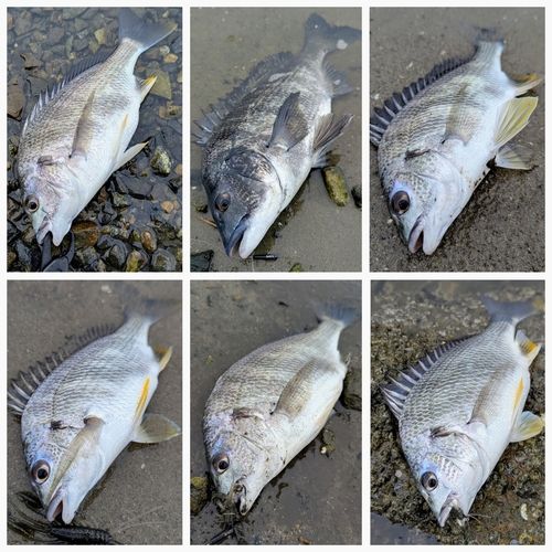 チヌの釣果