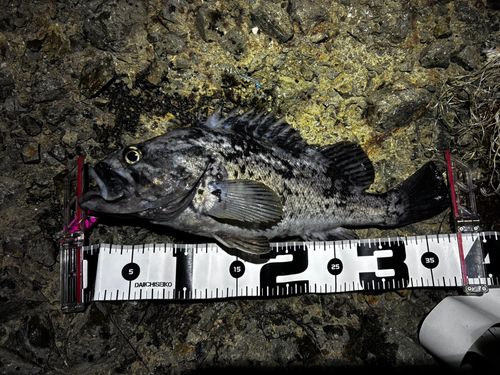 クロソイの釣果