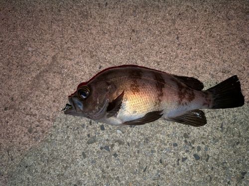 メバルの釣果
