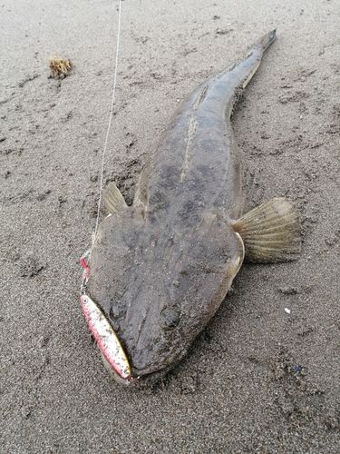 マゴチの釣果
